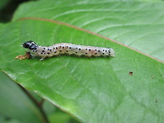 Cerace xanthocosma