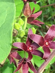 Matelea carolinensis