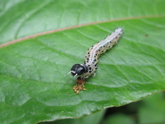 Cerace xanthocosma