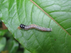Cerace xanthocosma