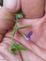Psoralea asarina