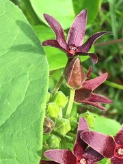 Matelea carolinensis
