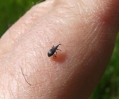 Stenopterapion meliloti