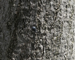 Stenopterapion meliloti