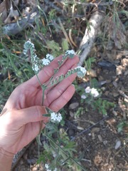 Cryptantha muricata
