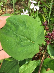 Matelea carolinensis