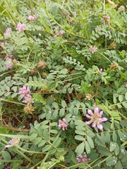 Astragalus echinatus