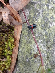 Astylus aulicus