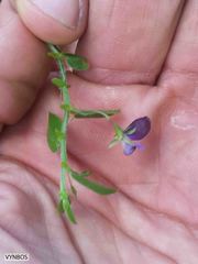 Psoralea asarina