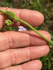 Matelea carolinensis