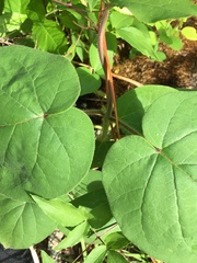 Matelea carolinensis