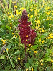 Orobanche foetida