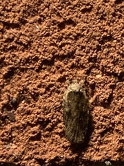 Agonopterix curvilineella