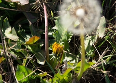 Taraxacum officinale