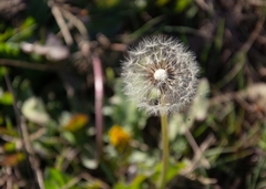 Taraxacum officinale