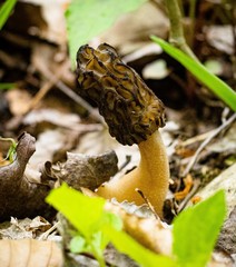 Morchella angusticeps