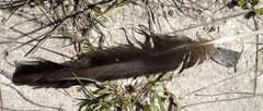Cathartiformes