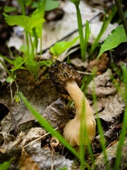 Morchella angusticeps