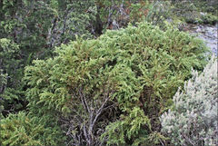 Pherosphaera hookeriana