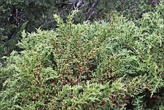 Pherosphaera hookeriana