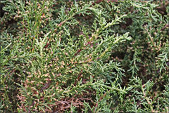 Pherosphaera hookeriana