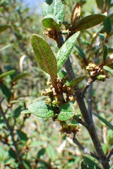 Shepherdia canadensis
