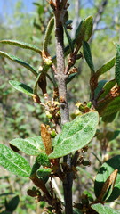 Shepherdia canadensis