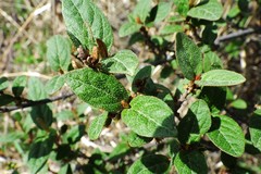 Shepherdia canadensis
