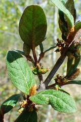 Shepherdia canadensis