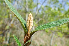 Shepherdia canadensis