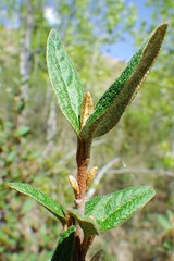Shepherdia canadensis