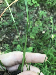 Carex ignota