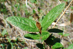 Shepherdia canadensis