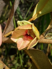 Duguetia furfuracea