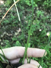Carex ignota