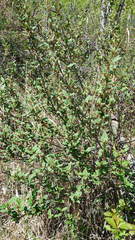Shepherdia canadensis