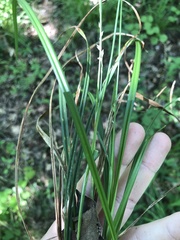 Carex ignota