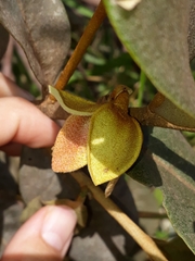 Duguetia furfuracea