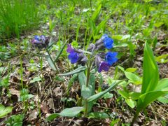 Pulmonaria angustifolia