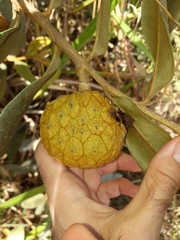 Duguetia furfuracea