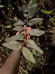 Duguetia furfuracea