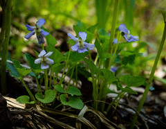 Viola affinis