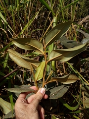 Duguetia furfuracea