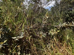 Duguetia furfuracea