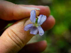 Viola affinis