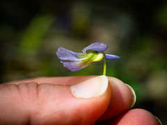 Viola affinis