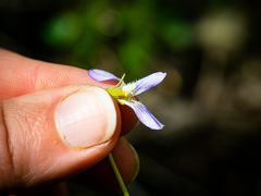 Viola affinis