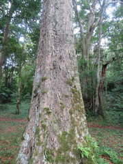 Quercus costaricensis