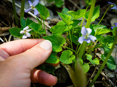 Viola affinis