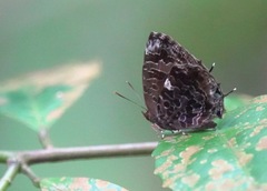 Arhopala abseus